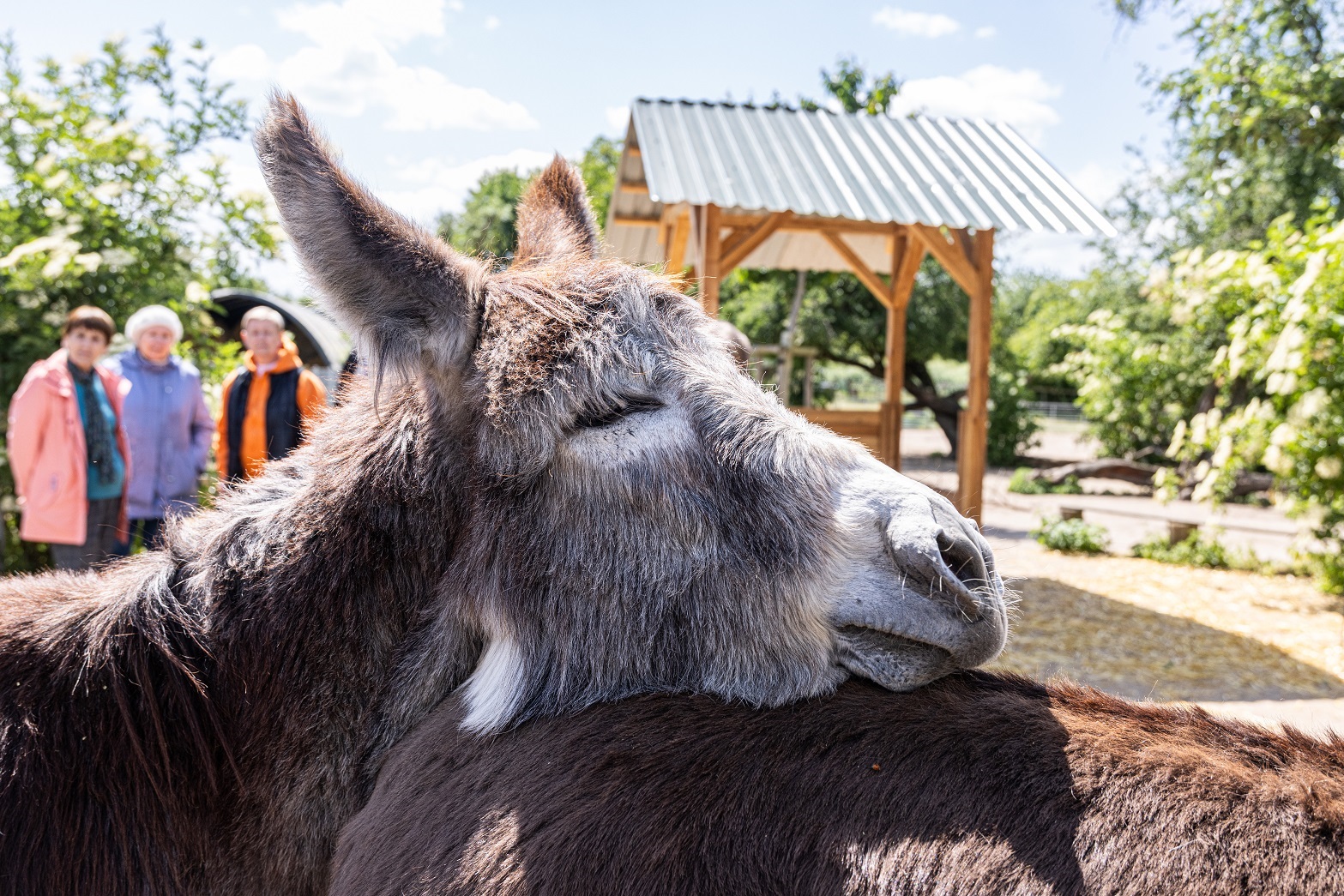 Tierische Begegnungen im Eselpark Zons
