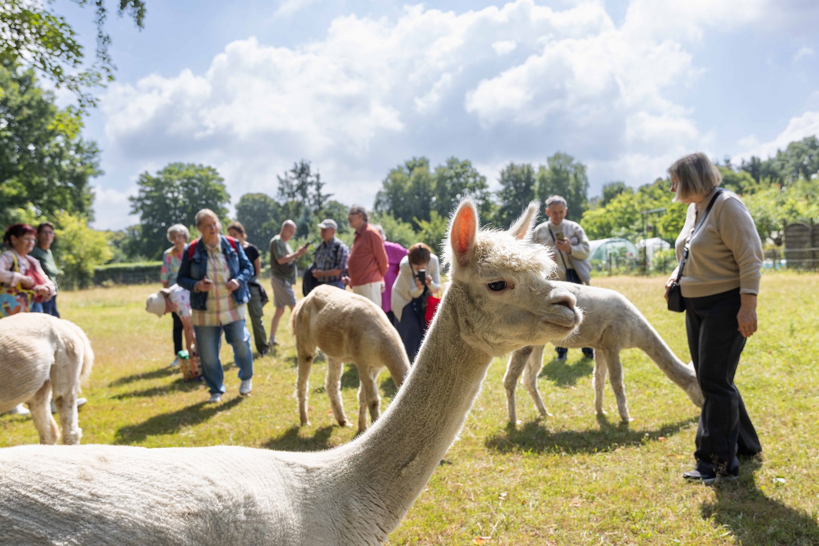Tierische Begegnungen Teil 2: Zu Besuch bei den Rheinland-Alpakas