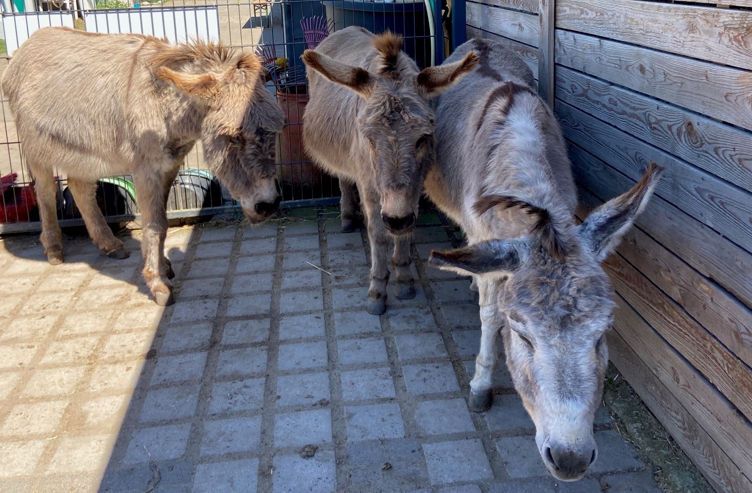 Eselpark Zons – immer ein tierisches Vergnügen